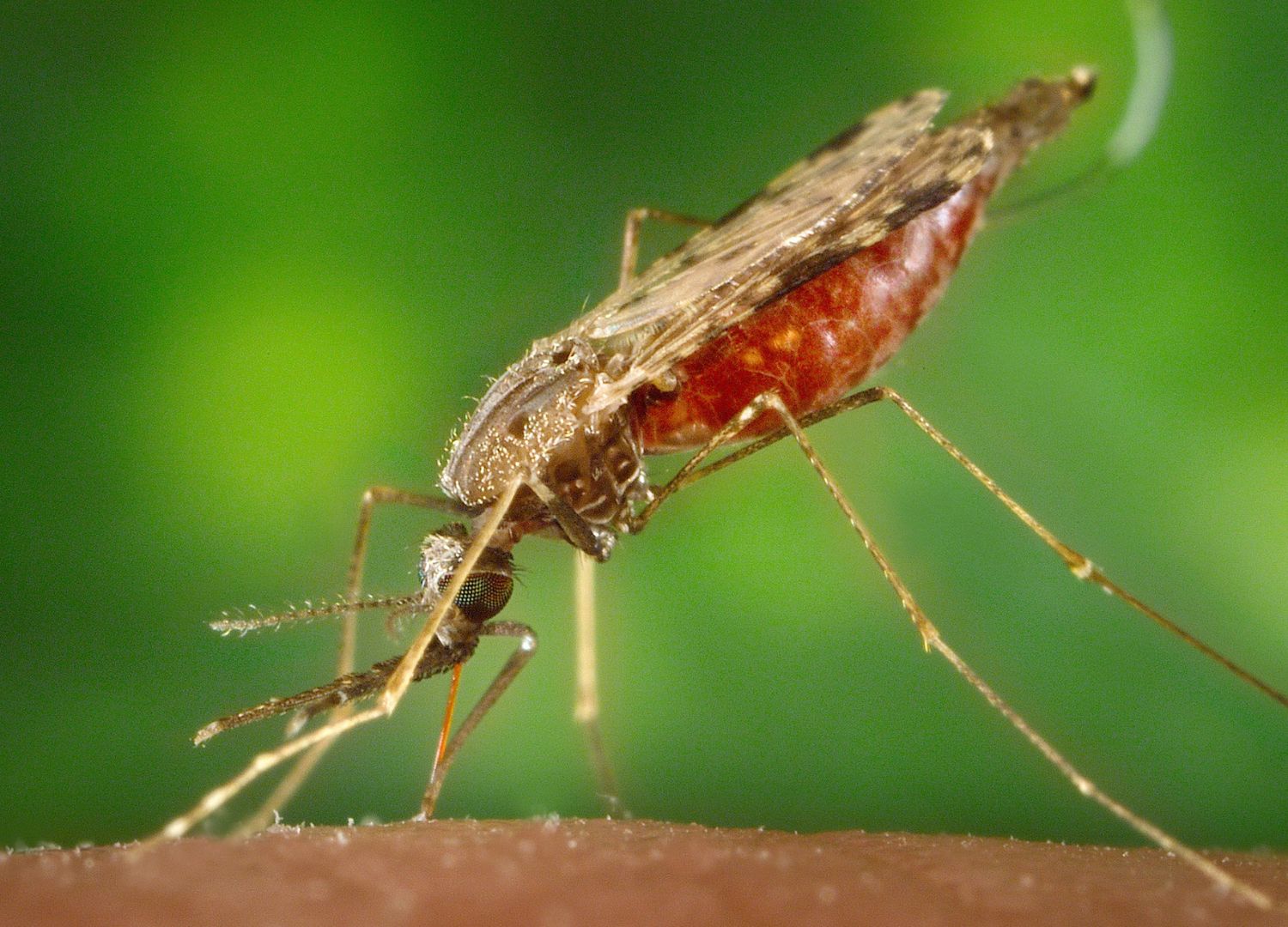 Antimalarial resistance