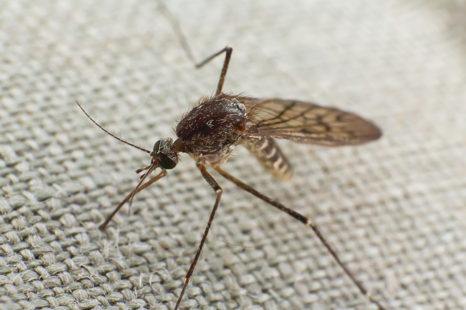 Blocking malaria’s human protein ally provides new pathway for treatment