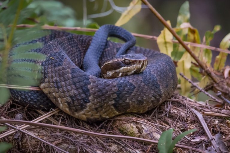 Old Drug Found Effective Against Deadly Snake Bites