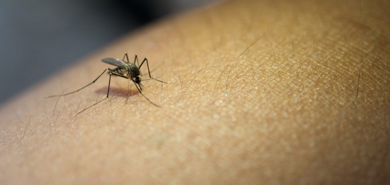 Hope for Malaria Endemic Regions as Scientists Discover Microbe that Blocks Transmission