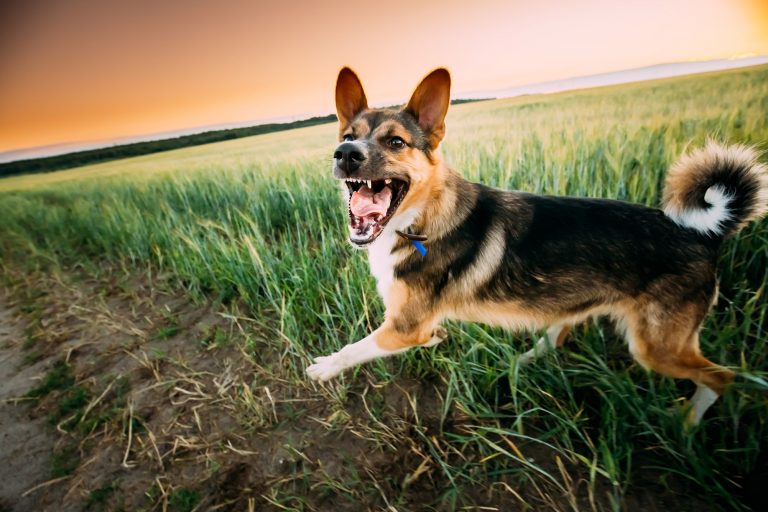Dog Bite – Don’t Be Caught Clueless About Rabies