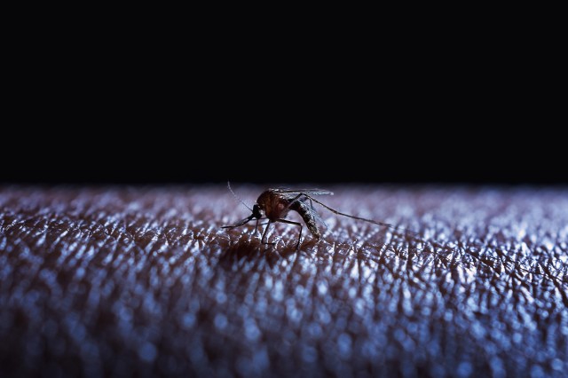 Borno and WHO Partner to Control Seasonal Malaria Infection