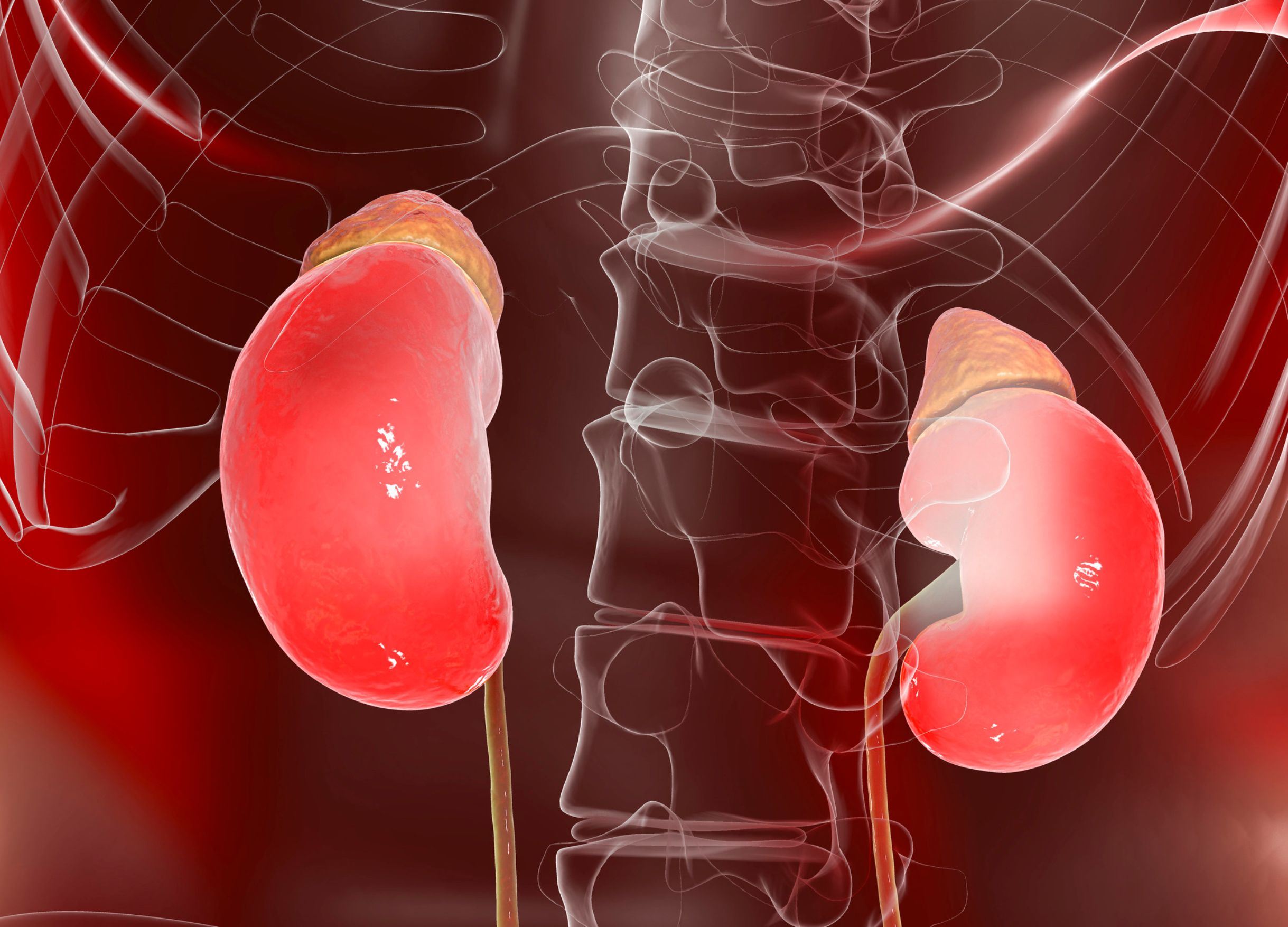 Alcohol and your Kidneys 13-03-2023 (2)