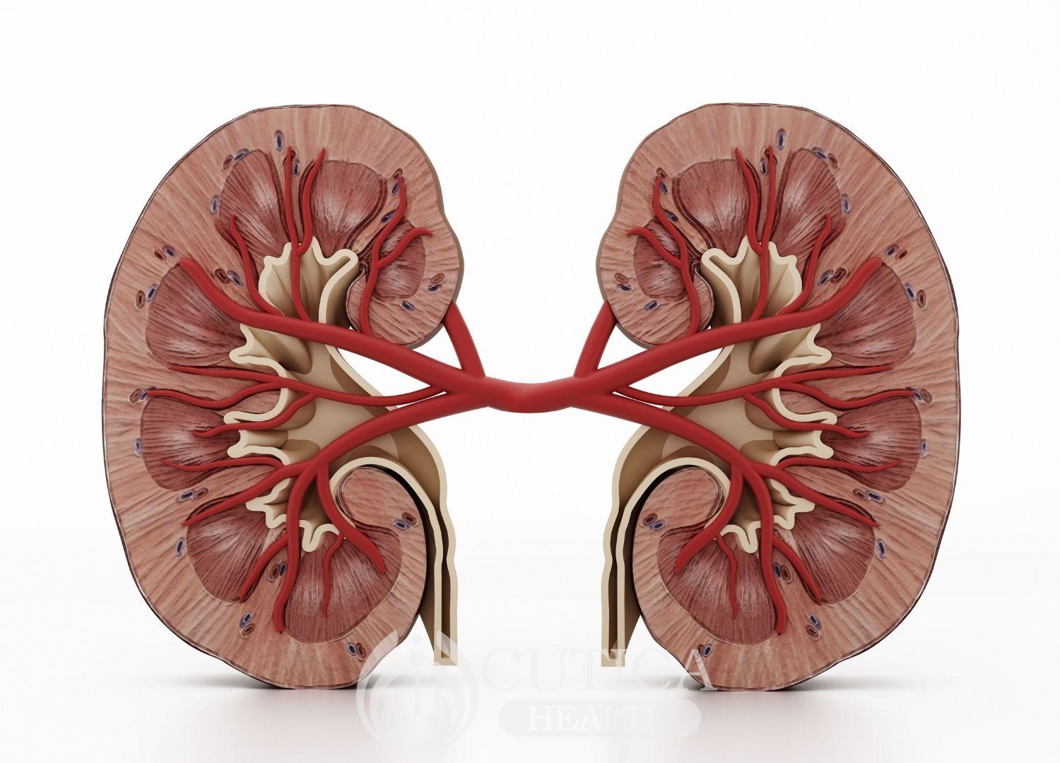 Why is kidney Failure Prevalent in Nigeria?