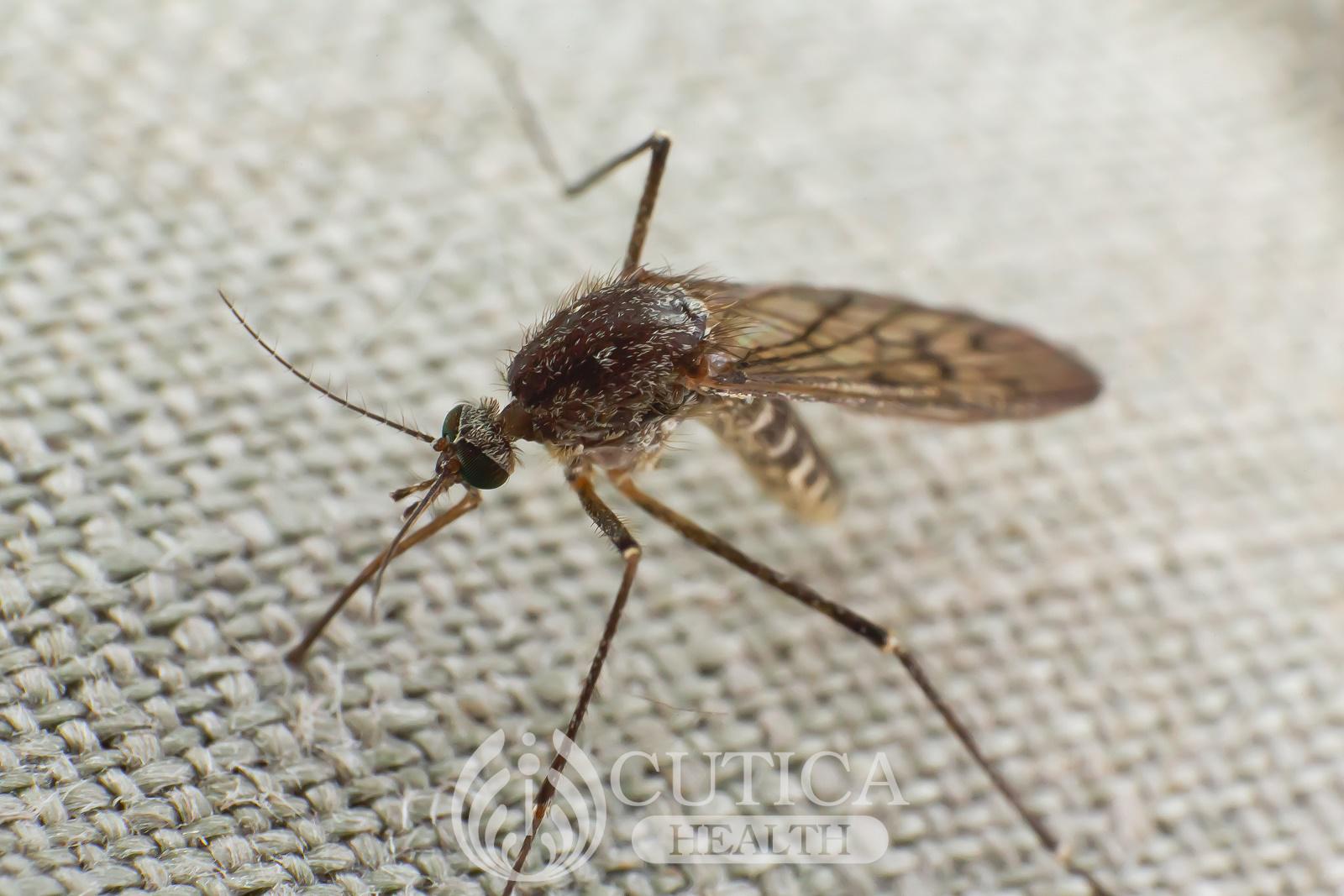 Blocking malaria’s human protein ally provides new pathway for treatment