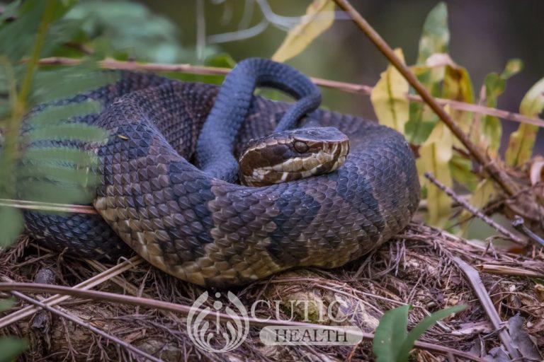 Old Drug Found Effective Against Deadly Snake Bites