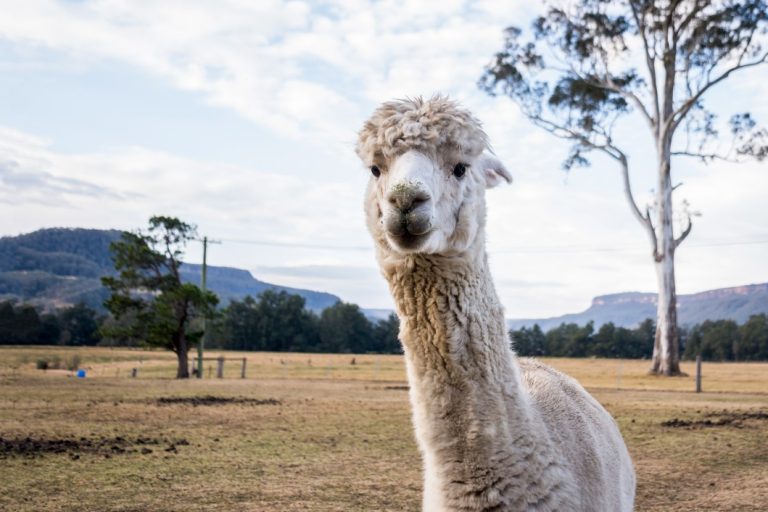 Antibodies Derived From a Llama Shows Promise Against COVID-19
