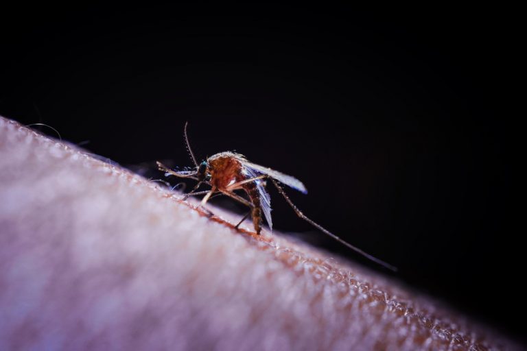 mosquito-sucking-human-blood-on-skin-isolated-on-black-background-dangerous-dengue-and-malaria-virus_t20_xvQBbQ-768x512