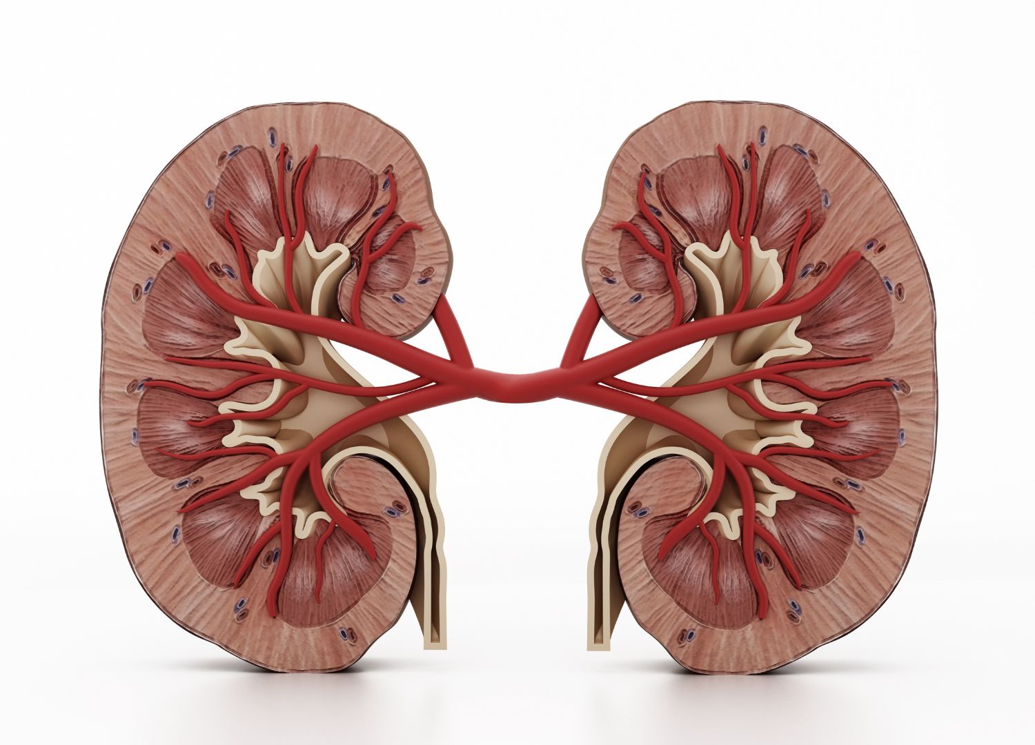 Tips to building a healthier kidney function